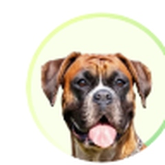 Boxer