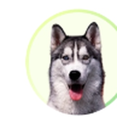 Husky