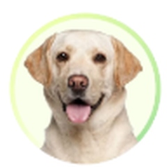 Labrador