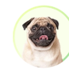 Pug